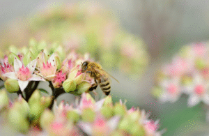 pszczoła warsztaty ekologiczne