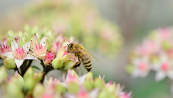 pszczoła warsztaty ekologiczne